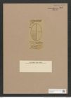 Navicula sparsipunctata Grove et Sturt. (de-Toni-Nr.: Genus 1, Species 463) Zeichnungen Sammlung Grunow Nr. 965 (NHMW-BOT-W0367467)